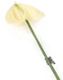 Artificial 64cm Single Stem Cream Anthurium